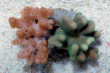 Kenya Tree and Green Crown Leather Coral Combo - Maricultured